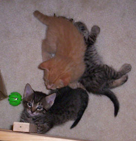 Two-Tone, Crusher, and Tabby