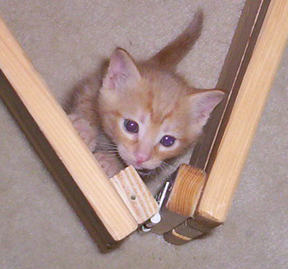 Light Orange wants to escape