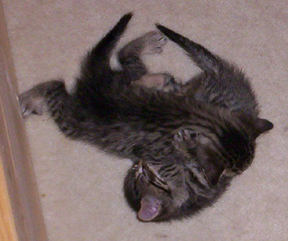 Tabby wrestling Two-Tone