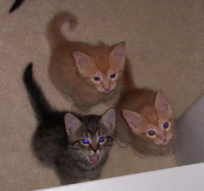 Tabby, Light Orange, and Orange Crush