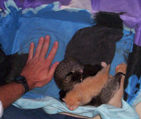 one week old kittens