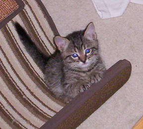 Pretty Tabby