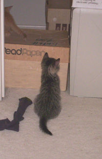 Tabby looking out of door