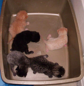 Minxie's kittens
