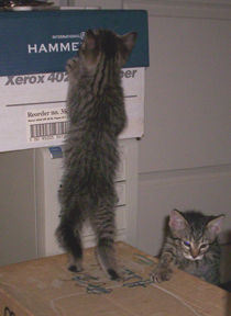 gray tabbies