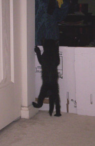 Little Andrew escaping