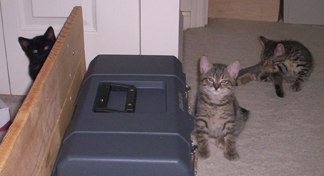 Little Andrew, Tabby, and Two-Tone