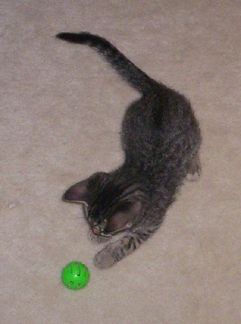 Playing