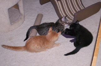 cute kittens
