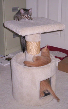 On the cat condo