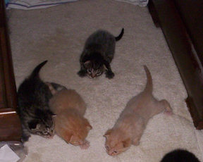 wobbly kittens