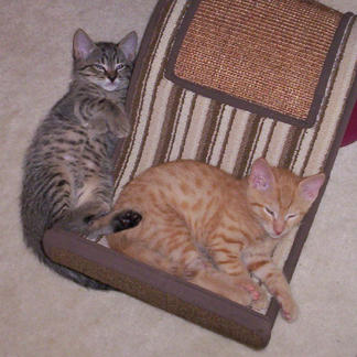 Tabby and Orange Crush