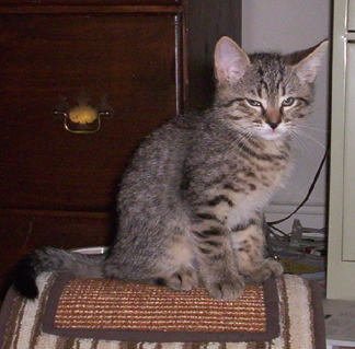 Tabby
