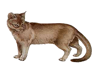 abyssinian