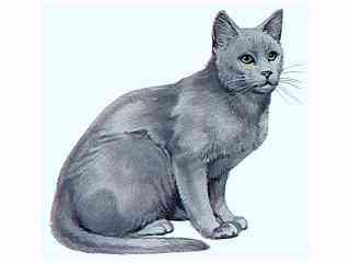 Russian Blue
