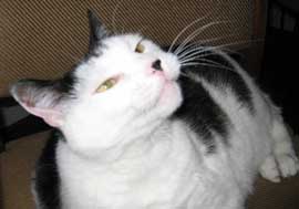 Big Kitty