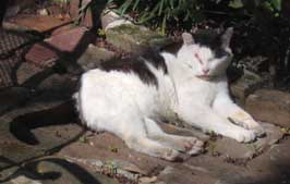 black and white cat