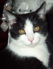 Percy